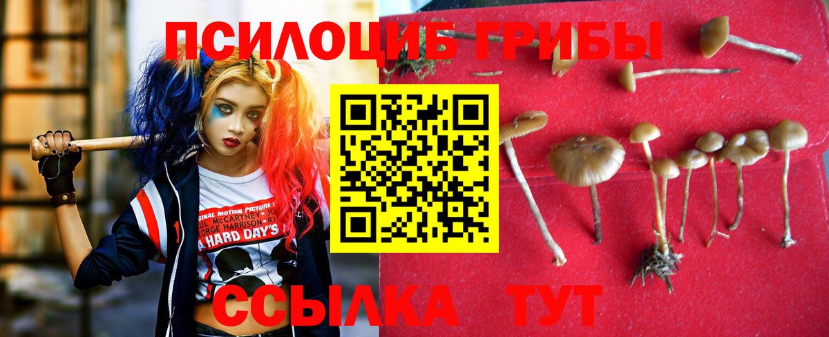 Ставрополь  Псилоцибиновые грибы GOLDEN TEACHER  Псилоцибиновые грибы Psilocybine cubensis  Вход с VPN 